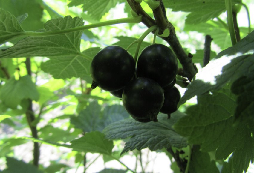 Смородина Катюша