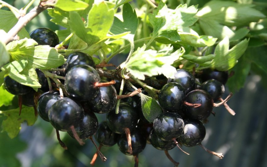 Смородина Венера