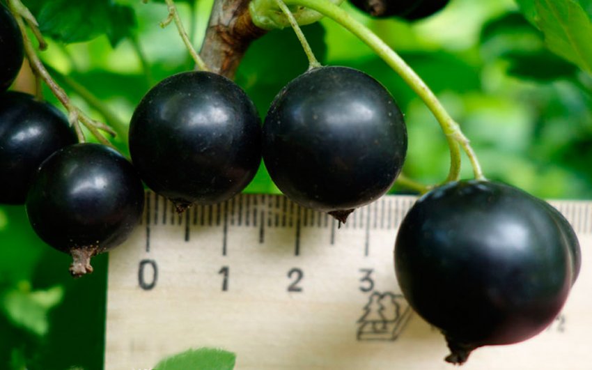 Смородина Атлант