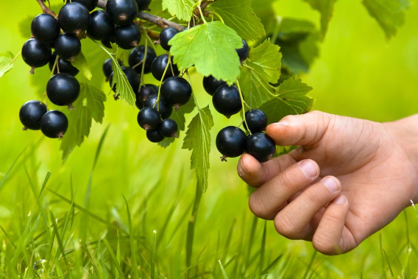 Смородина Ледар