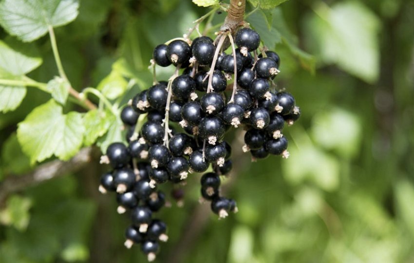 Смородина Орловський вальс