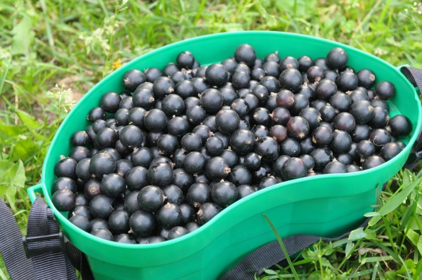 Смородина Дачниця