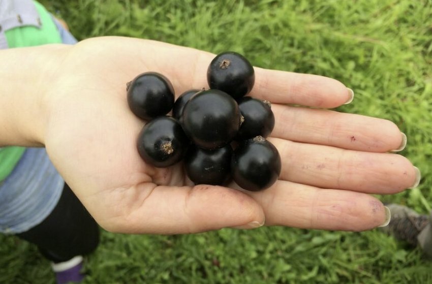 Смородина Добриня