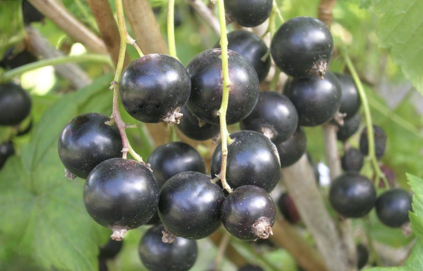 Смородина Пігмей