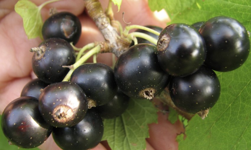 Смородина Райдужна