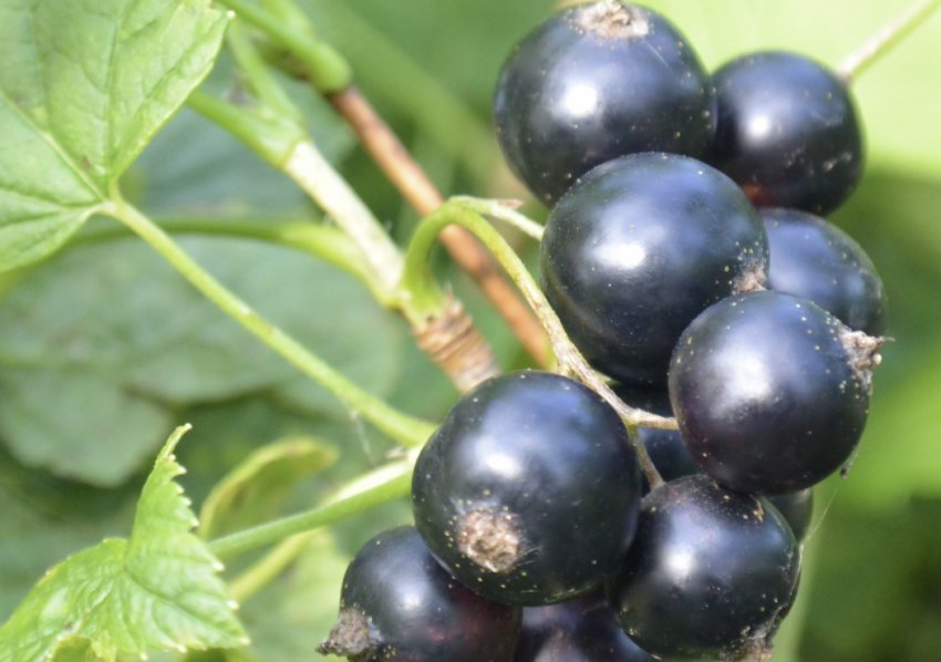 Смородина Валова