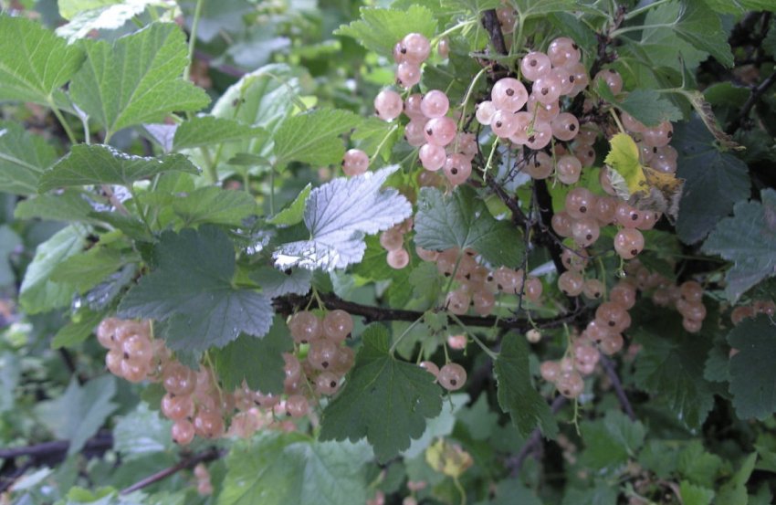 Смородина Голландська рожева