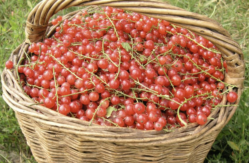 Смородина Йонкер ван Тетс