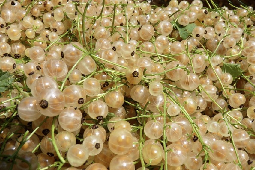 Смородина Уральська біла