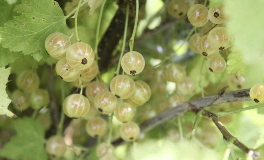 Смородина Версальська