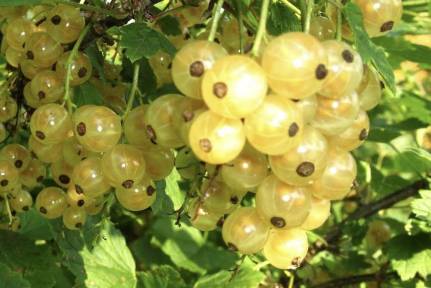 Смородина Голландська біла