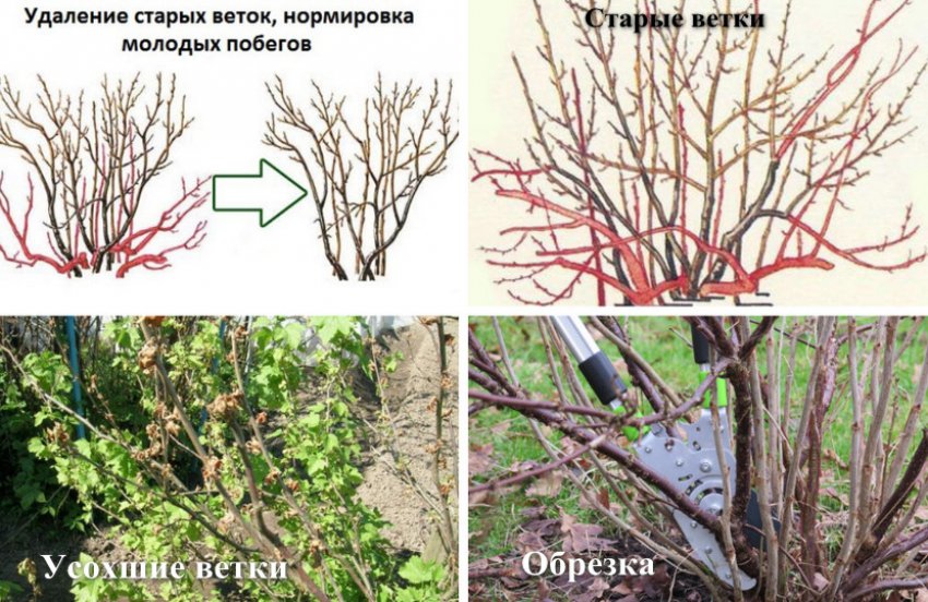 Нужно ли обкапывать смородину осенью. 99907.pu4hmc.850. Нужно ли обкапывать смородину осенью фото. Нужно ли обкапывать смородину осенью-99907.pu4hmc.850. картинка Нужно ли обкапывать смородину осенью. картинка 99907.pu4hmc.850. Информационная статья о правилах ухода за смородиной осенью. Подготовка растения к зиме, подкормка, обрезка, профилактическое опрыскивание.