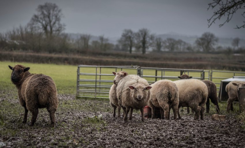 Вівці на пасовищі