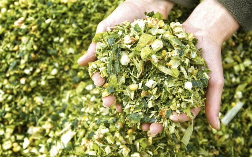 Силос для овець