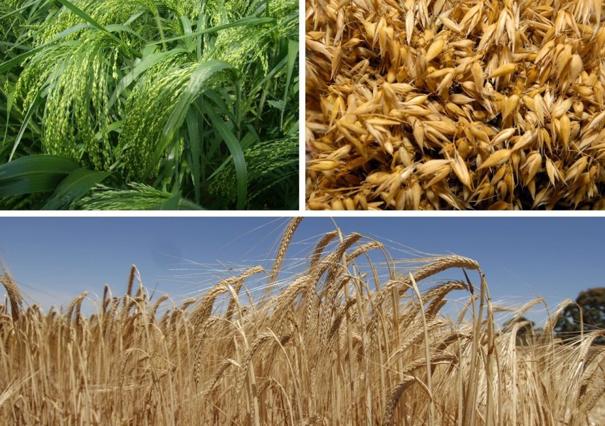 Зернові для годівлі овець