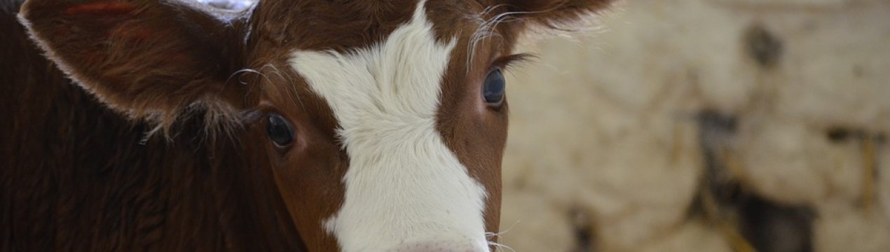 Фермери Донбасу отримають від держави 24 мільйона гривень за утримання ВРХ