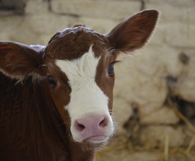 Фермери Донбасу отримають від держави 24 мільйона гривень за утримання ВРХ