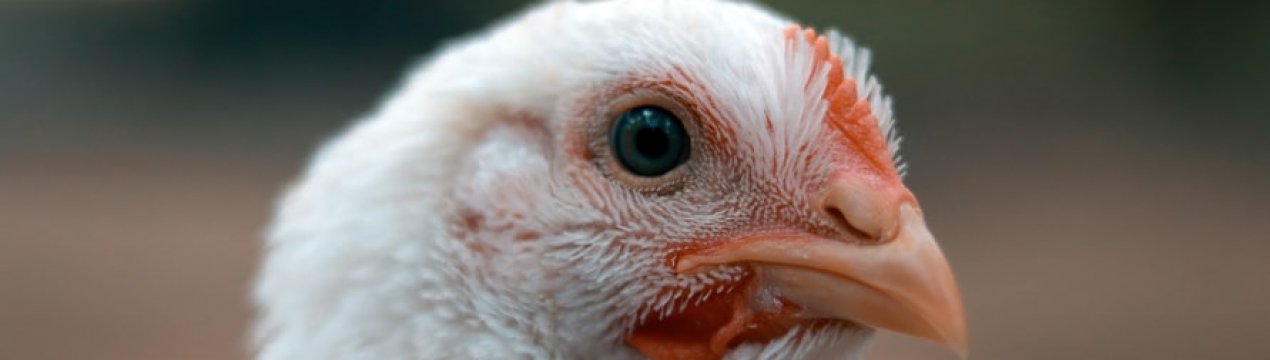 Рівненське господарство займеться вирощуванням 100 тисяч бройлерів