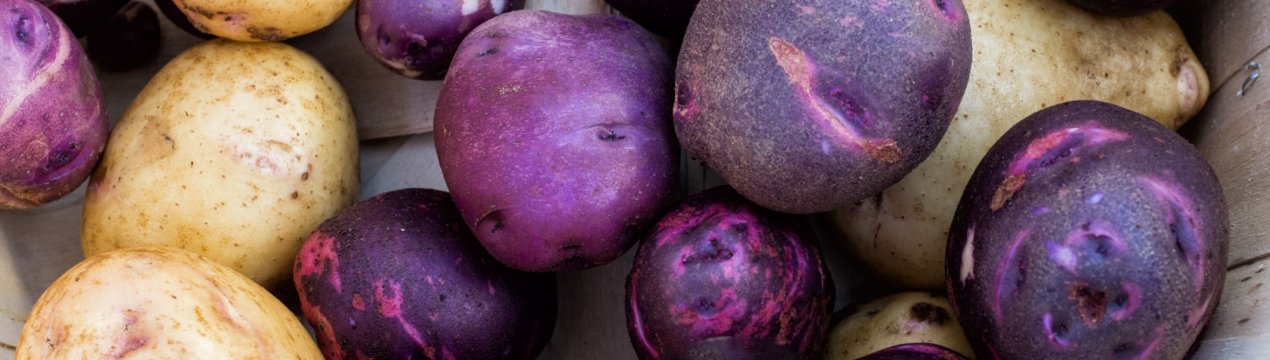 Юні амурські аграрії борються за тонни елітного насіння картоплі