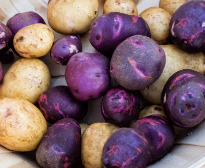 Юні амурські аграрії борються за тонни елітного насіння картоплі