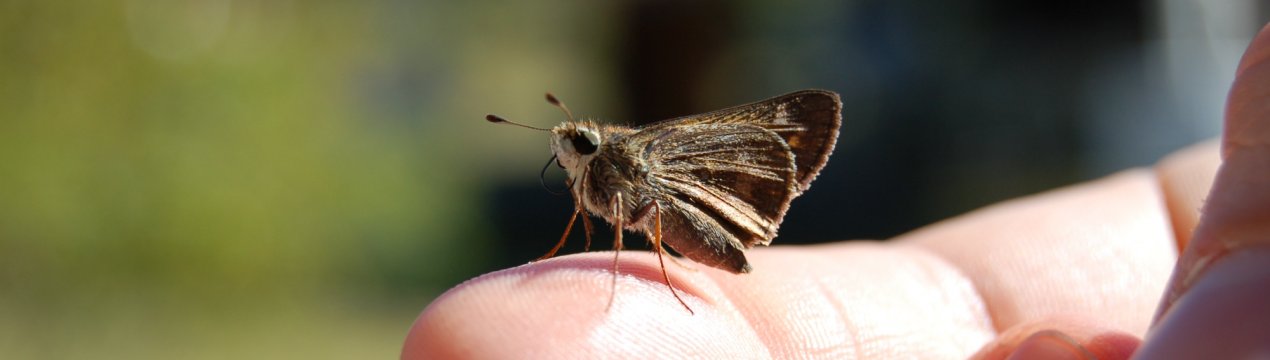 Підступний метелик атакує сільгоспугіддя Хакасії