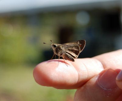 Підступний метелик атакує сільгоспугіддя Хакасії