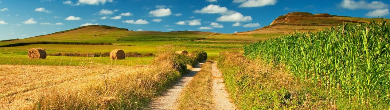 Палюче сонце відправило аграріїв на поля на тиждень раніше терміну