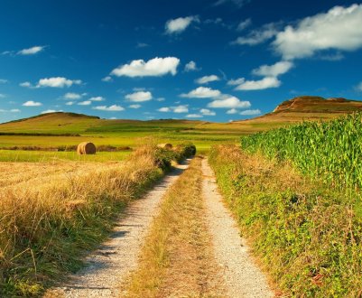 Палюче сонце відправило аграріїв на поля на тиждень раніше терміну