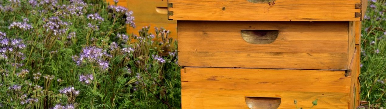 Миколаївські бджолярі озброїлися розумними вуликами