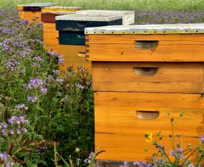 Миколаївські бджолярі озброїлися розумними вуликами