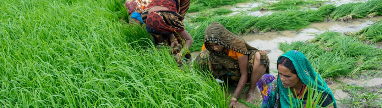 В Індії, що відчуває нестачу води, фермерів можуть закликати переглянути сівозміна