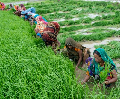 В Індії, що відчуває нестачу води, фермерів можуть закликати переглянути сівозміна
