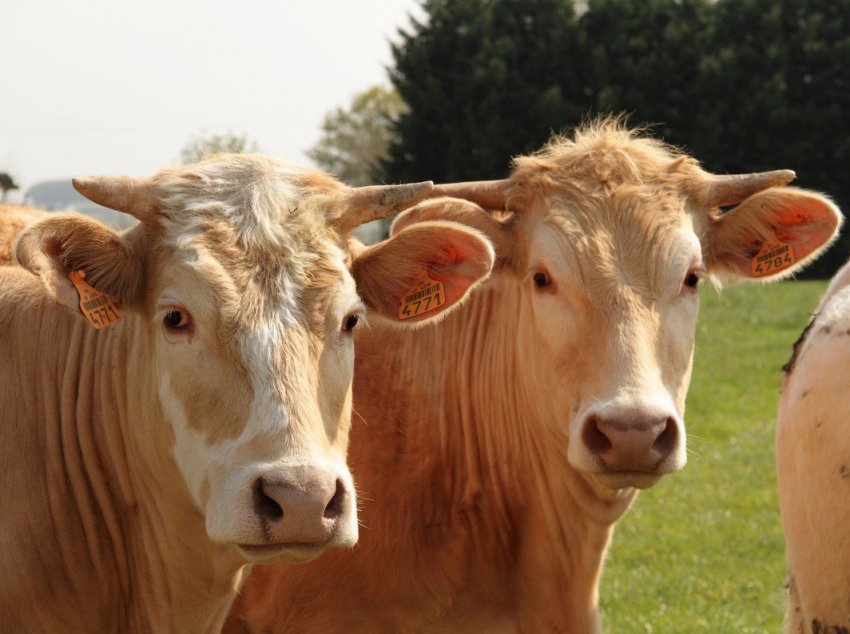 Фермери Донбасу отримають від держави 24 мільйона гривень за утримання ВРХ Фермери Донбасу отримають від держави 24 мільйона гривень за утримання ВРХ