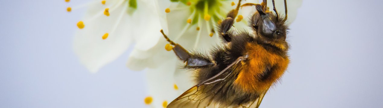 Розслідуванням тотального мора бджіл в Приволжжя займається прокуратура