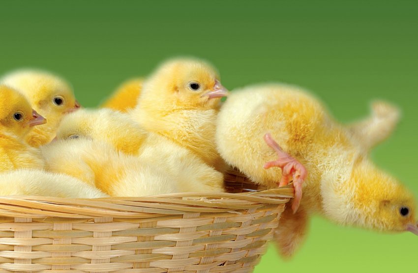 Рівненське господарство займеться вирощуванням 100 тисяч бройлерів