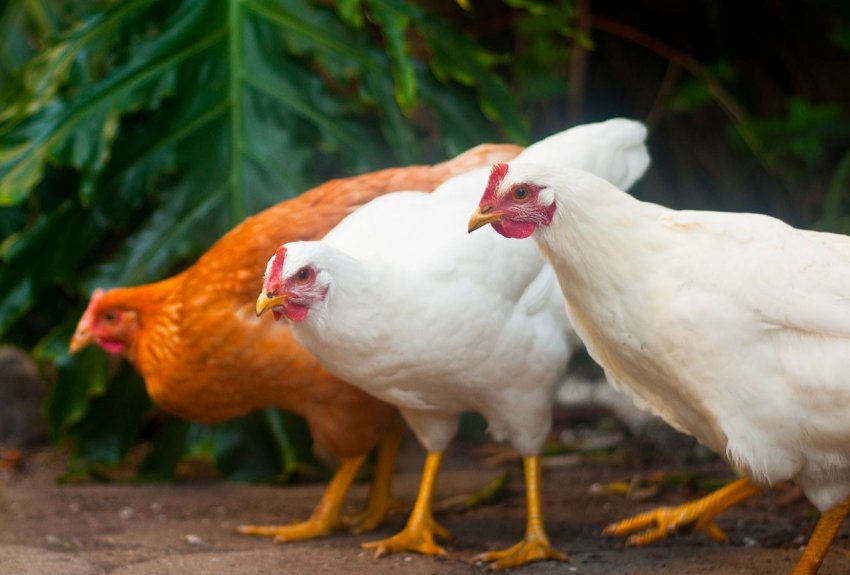 Рівненське господарство займеться вирощуванням 100 тисяч бройлерів