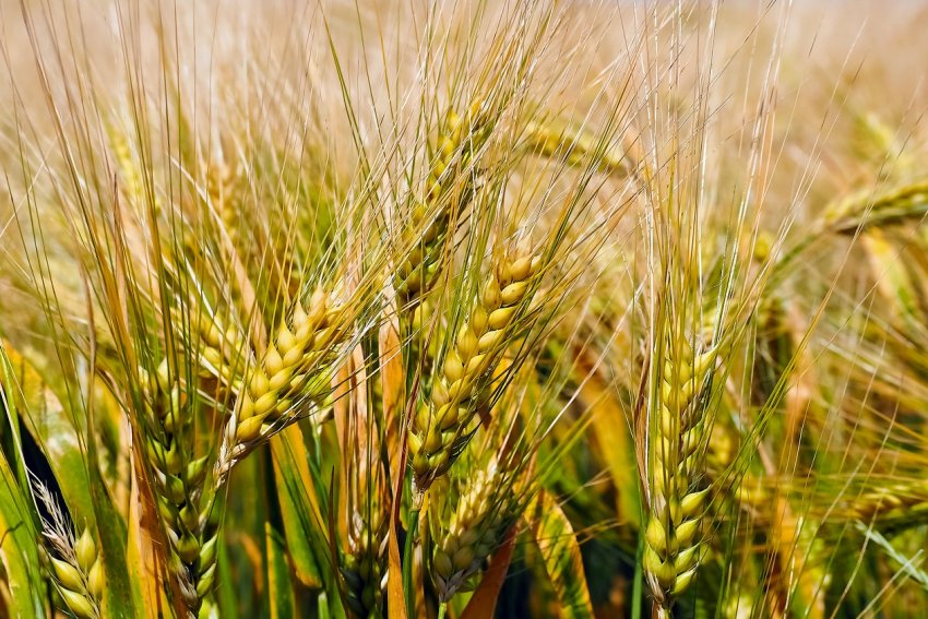 Компанія «Сварог Вест Груп» розпочала збір урожаю Компанія «Сварог Вест Груп» розпочала збір урожаю