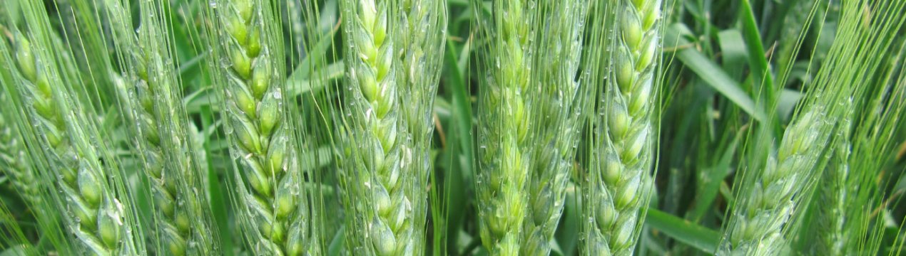 Компанія «Сварог Вест Груп» розпочала збір врожаю