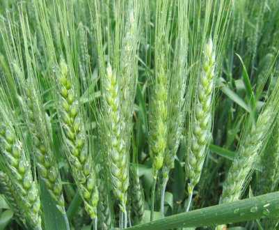 Компанія «Сварог Вест Груп» розпочала збір врожаю 