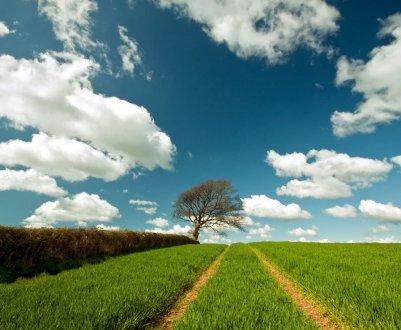 В Україні почастішали випадки рейдерських захоплень врожаю