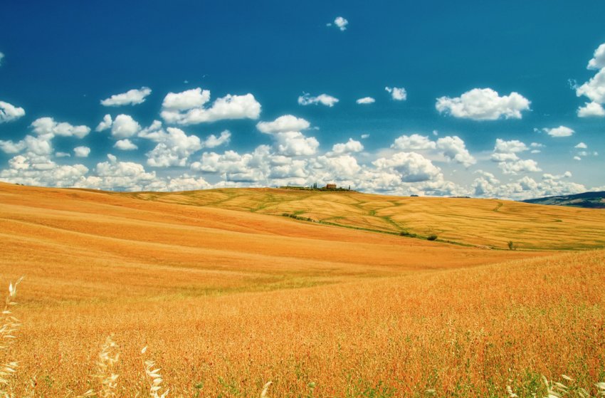 В Україні почастішали випадки рейдерських захоплень врожаю В Україні почастішали випадки рейдерських захоплень врожаю