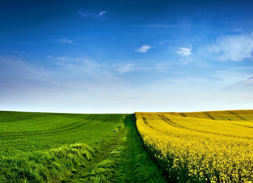 В Україні почастішали випадки рейдерських захоплень врожаю В Україні почастішали випадки рейдерських захоплень врожаю