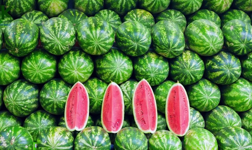 Сезон кавунів на Закарпатті почався на місяць раніше, ніж зазвичай.