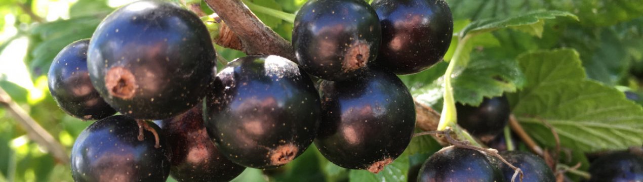 Сорт черной смородины зеленая дымка описание фото. . Сорт черной смородины зеленая дымка описание фото фото. Сорт черной смородины зеленая дымка описание фото-. картинка Сорт черной смородины зеленая дымка описание фото. картинка . Для выращивания смородины на приусадебном или дачном участках все чаще выбирают гибридные сорта с улучшенными характеристиками. К такому типу относят черную смородину сорта Зеленая дымка. Она пользуется популярностью из-за своей неприхотливости и хороших показателей урожайности.