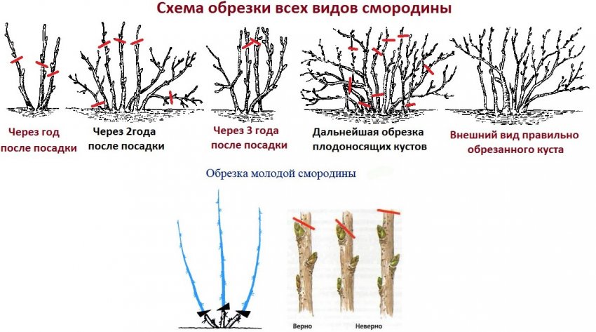 Обрезка верхушек веток смородины. 99971.pu5qrc.850. Обрезка верхушек веток смородины фото. Обрезка верхушек веток смородины-99971.pu5qrc.850. картинка Обрезка верхушек веток смородины. картинка 99971.pu5qrc.850. Если вы хотите, чтобы смородина хорошо росла и плодоносила, за ней нужно постоянно ухаживать. В этот раз мы решили поговорить о весенней обрезке смородины. Обсудим, зачем нужна эта процедура, когда и как ее правильно проводить, и какие тонкости есть.