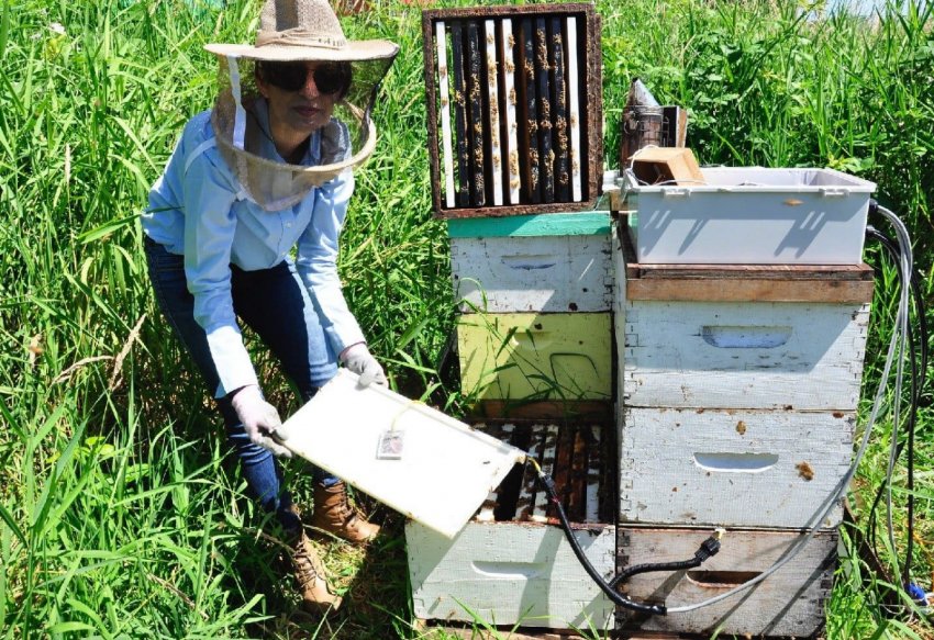 Миколаївські бджолярі озброїлися розумними вуликами Миколаївські бджолярі озброїлися розумними вуликами