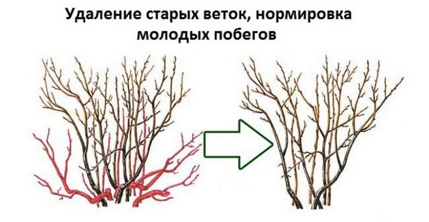 Обрезка верхушек веток смородины. 99985.pu5r6c.850. Обрезка верхушек веток смородины фото. Обрезка верхушек веток смородины-99985.pu5r6c.850. картинка Обрезка верхушек веток смородины. картинка 99985.pu5r6c.850. Если вы хотите, чтобы смородина хорошо росла и плодоносила, за ней нужно постоянно ухаживать. В этот раз мы решили поговорить о весенней обрезке смородины. Обсудим, зачем нужна эта процедура, когда и как ее правильно проводить, и какие тонкости есть.