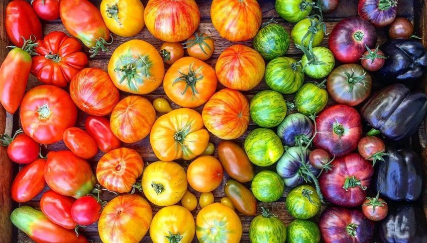 Закарпатські фермери виїхали на заробітки, щоб відновити теплиці після паводку Закарпатські фермери виїхали на заробітки, щоб відновити теплиці після паводку