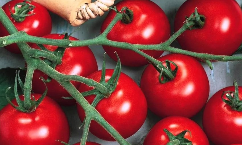 Закарпатські фермери виїхали на заробітки, щоб відновити теплиці після паводку Закарпатські фермери виїхали на заробітки, щоб відновити теплиці після паводку