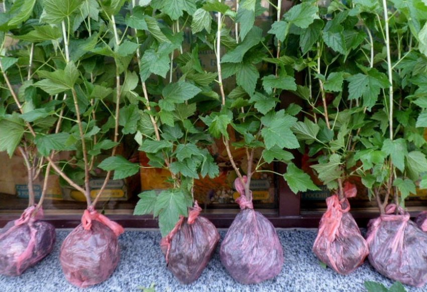 Саджанці смородини Саджанці смородини